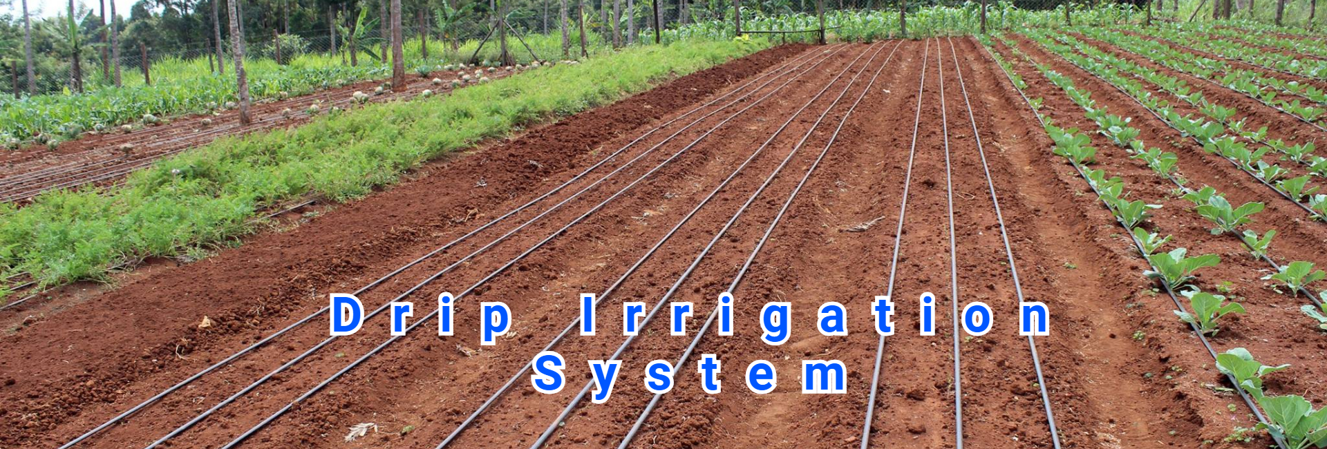 drip irrigation system