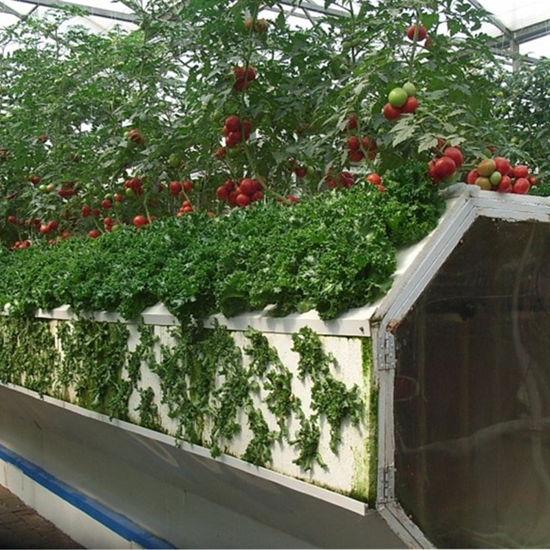 <b>aeroponic</b>