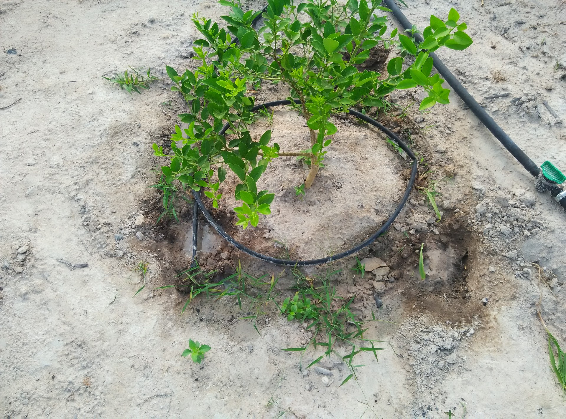 Flat Emitter Drip Irrigation Tape