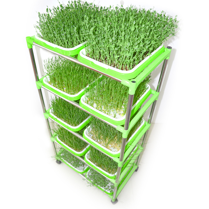 Sprouts plate